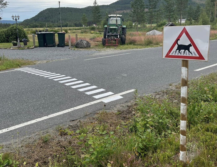 Cat Crosswalk In Norway