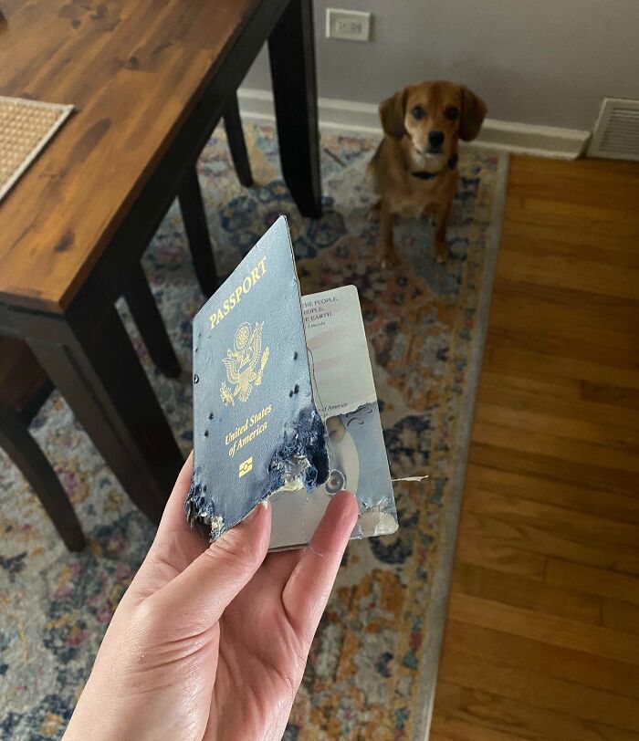 My Puppy Ate My Passport