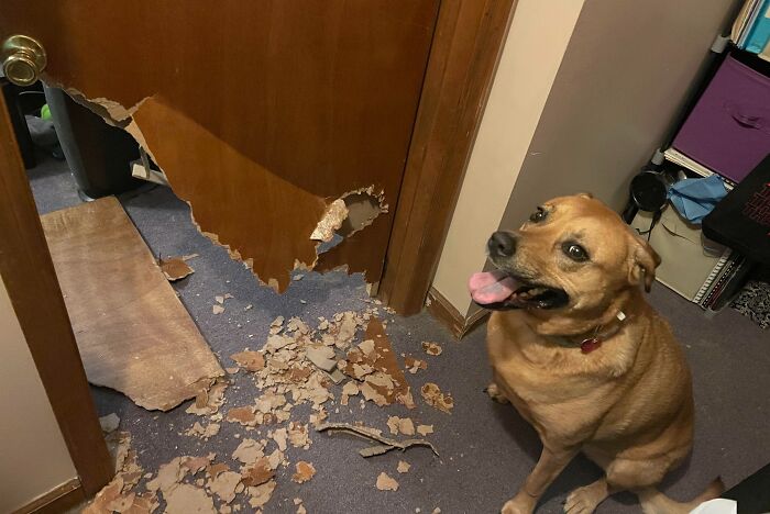 Dog Decided To Bust Through My Bedroom Door Like The Kool-Aid Man While I Was At Work