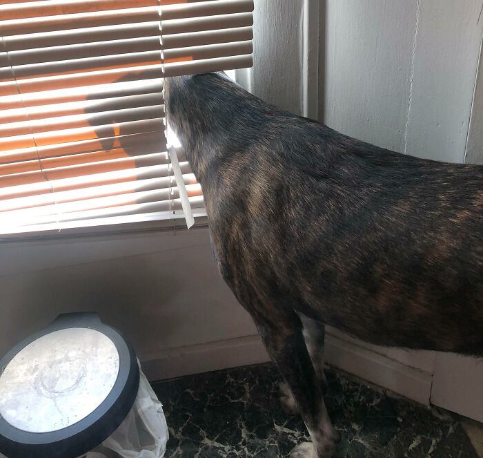 My Dog Broke My Blinds Just So She Can Do This
