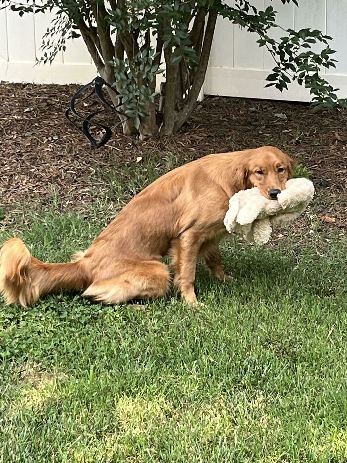 Layla Always Insists On Bringing A Toy Outside When She Goes Potty. Anyone Else’s Dog Do This?