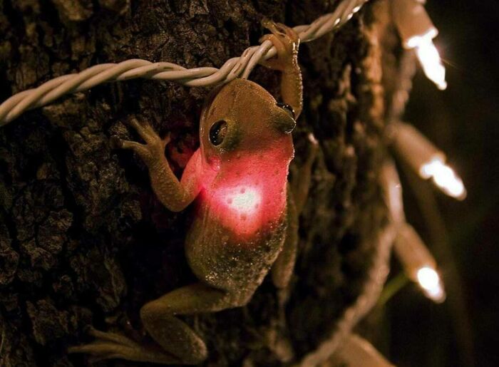 Frog Swallowed A Christmas Light To Warm Up