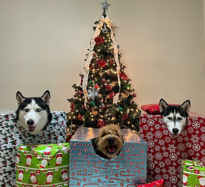 Christmas Decor With Dogs