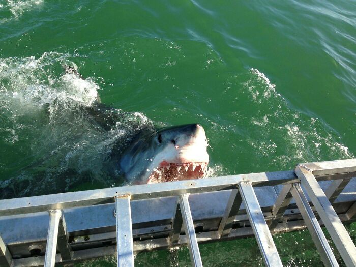 A Great White Shark Decided To Come Up Close And Say Hello On The Boat When On Vacation