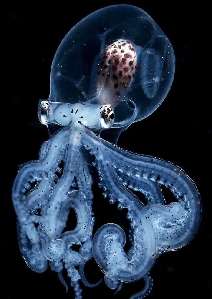 Rare Octopus With Completely Transparent Head