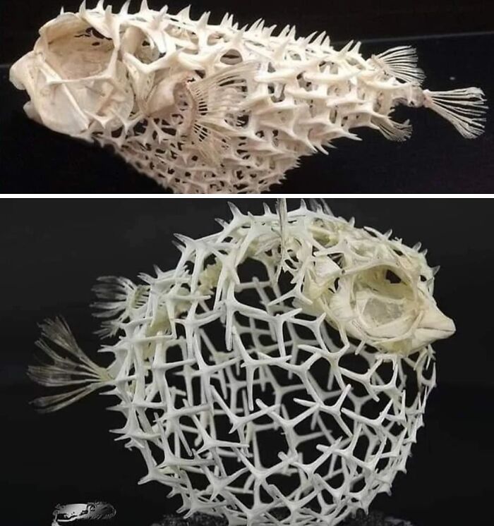The Puffer Fish Skeleton And The Way It Works Is Simply A Marvel Of Nature