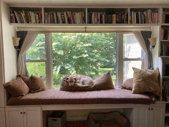 Sleeping dog in a cozy window nook 