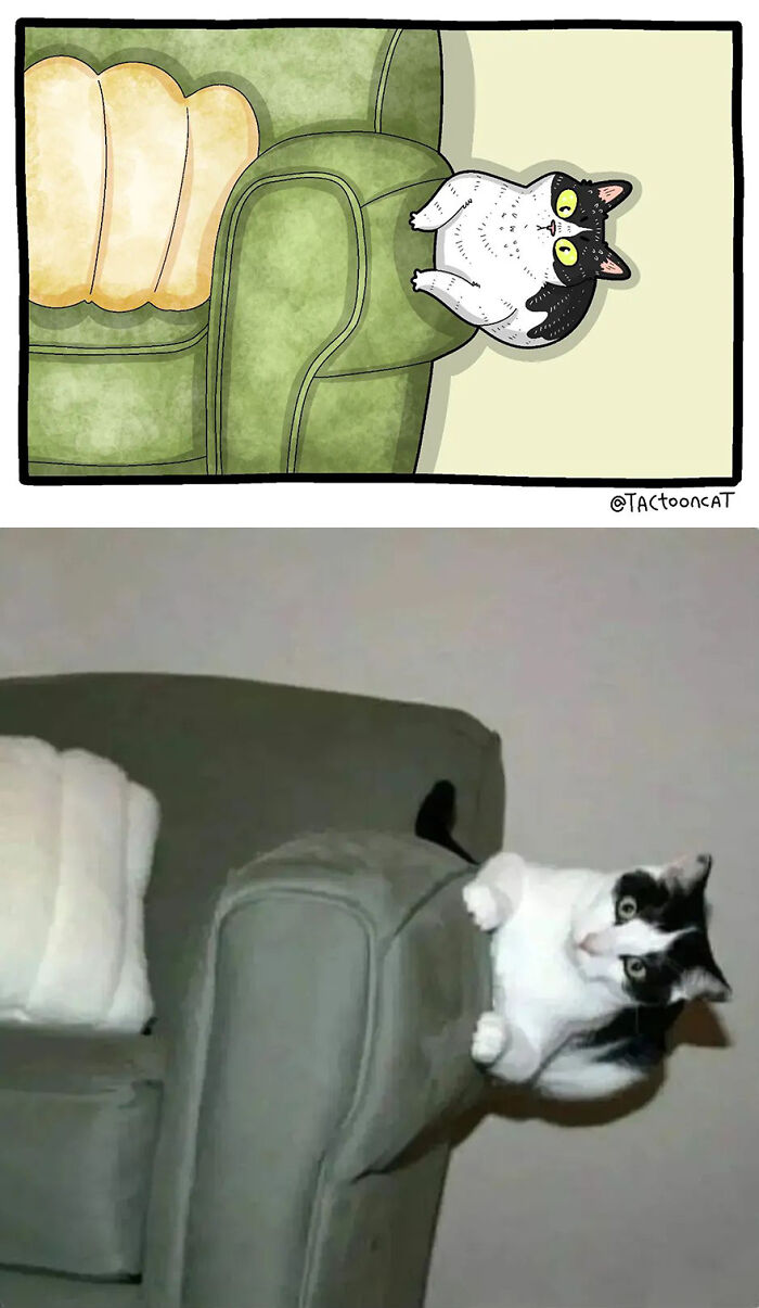 68 Of The Funniest Internet-Famous Cat Pics Get Illustrated By Tactooncat (New Pics)