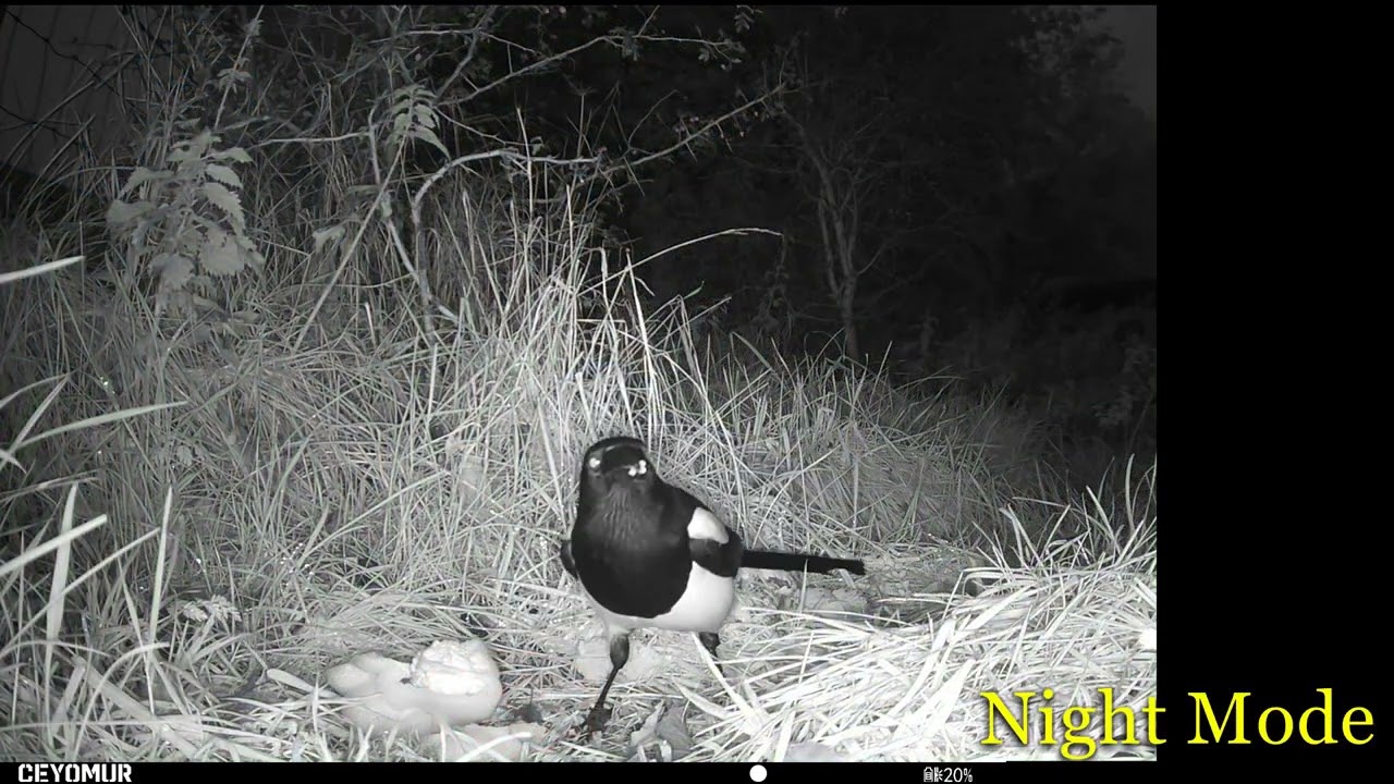 Trying Out A 4k Wildlife Trail Camera