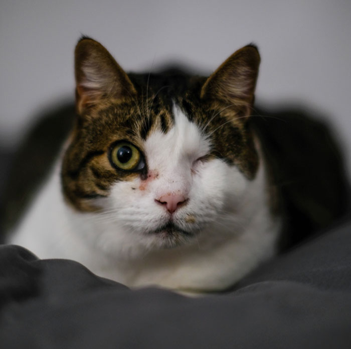 Sister Freaks Out Over Brother's 'Demonic' Cat, Bans Him From Seeing Her Kids Unless The Cat Goes Sister Freaks Out Over Brother's 'Demonic' Cat, Bans Him From Seeing Her Kids Unless The Cat Goes