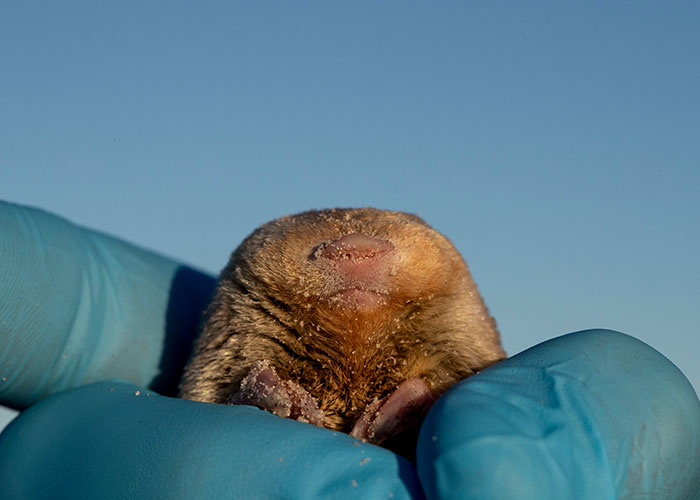 “Brilliant Work”: Shimmering Mole Rediscovered Nearly 100 Years After It Was Presumed Extinct “Brilliant Work”: Shimmering Mole Rediscovered Nearly 100 Years After It Was Presumed Extinct