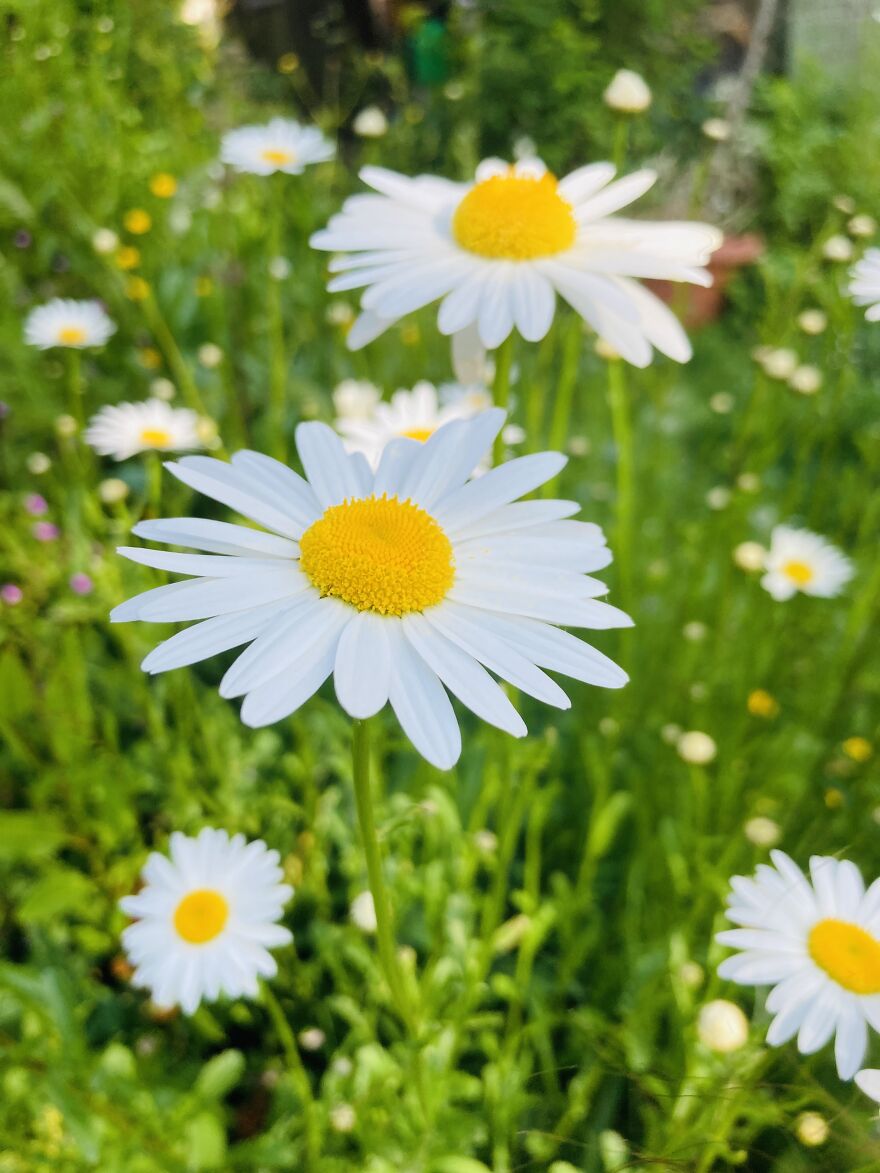 My Phone Photography Tips (33 Pics) My Phone Photography Tips (33 Pics)