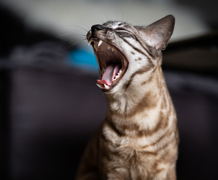 Sister Freaks Out Over Brother's 'Demonic' Cat, Bans Him From Seeing Her Kids Unless The Cat Goes Sister Freaks Out Over Brother's 'Demonic' Cat, Bans Him From Seeing Her Kids Unless The Cat Goes