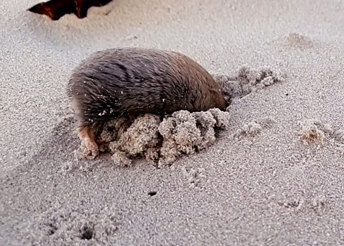 “Brilliant Work”: Shimmering Mole Rediscovered Nearly 100 Years After It Was Presumed Extinct “Brilliant Work”: Shimmering Mole Rediscovered Nearly 100 Years After It Was Presumed Extinct