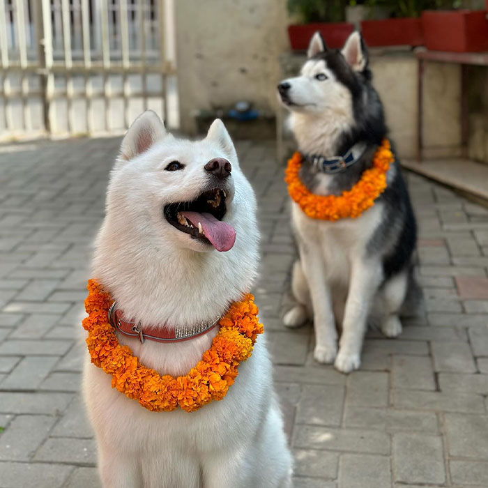 In This Annual Nepalese Festival, Dogs Get Pampered For Being God’s Messengers In This Annual Nepalese Festival, Dogs Get Pampered For Being God’s Messengers