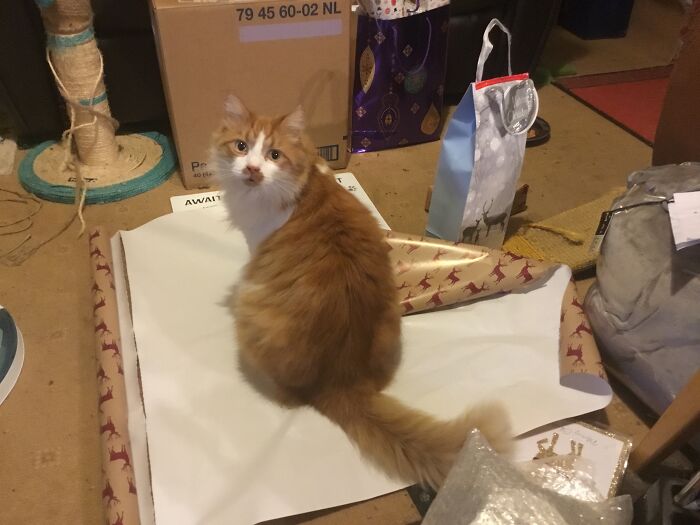 Jasper Trying To Help Wrap The Presents