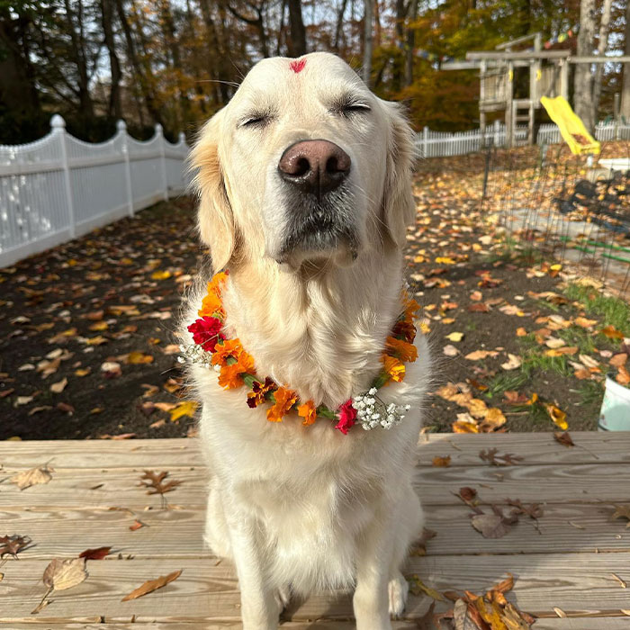 In This Annual Nepalese Festival, Dogs Get Pampered For Being God’s Messengers In This Annual Nepalese Festival, Dogs Get Pampered For Being God’s Messengers