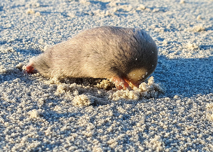 “Brilliant Work”: Shimmering Mole Rediscovered Nearly 100 Years After It Was Presumed Extinct “Brilliant Work”: Shimmering Mole Rediscovered Nearly 100 Years After It Was Presumed Extinct
