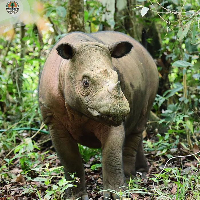 “It’s An Incredible Event”: Critically Endangered Sumatran Rhino Welcomes Her First Baby Calf
