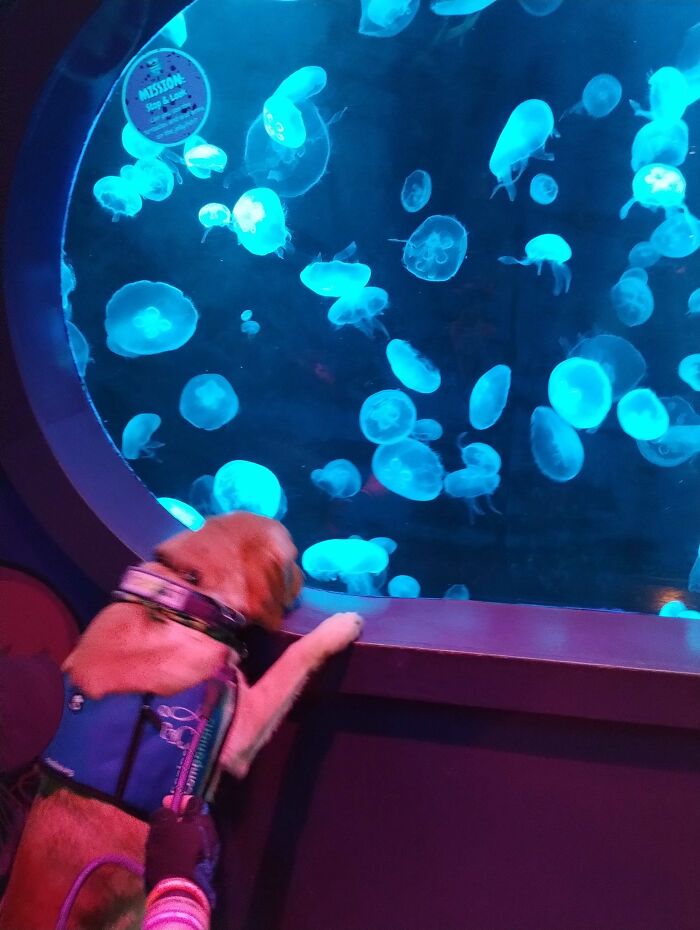 My Service Dog: Arizona. She's The Bestest Girl And Loves Going To The Aquarium