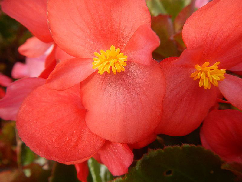 Begonia in the Philippines