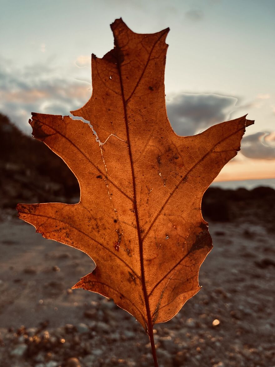 My Phone Photography Tips (33 Pics) My Phone Photography Tips (33 Pics)