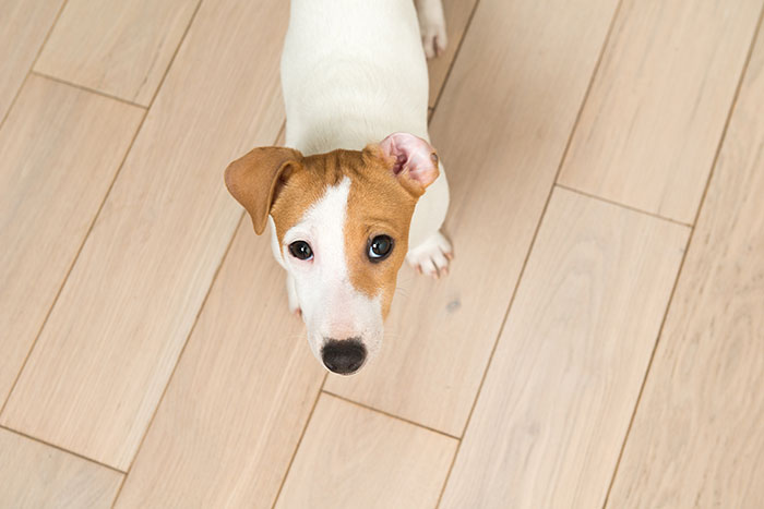Image of dog standing on wooden floor. Image of dog standing on wooden floor.