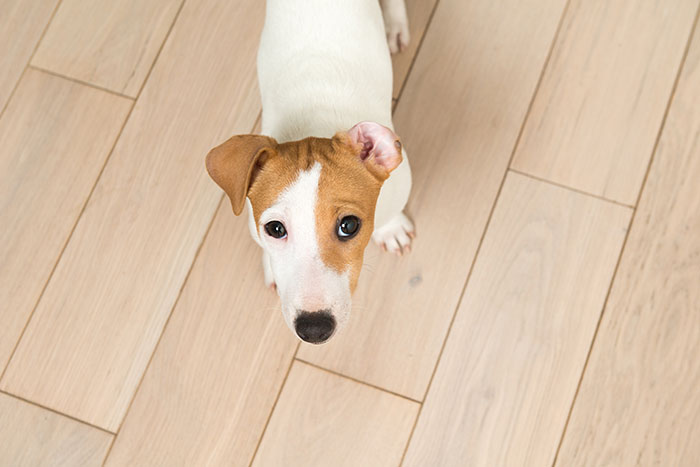 Image of dog standing on wooden floor.
