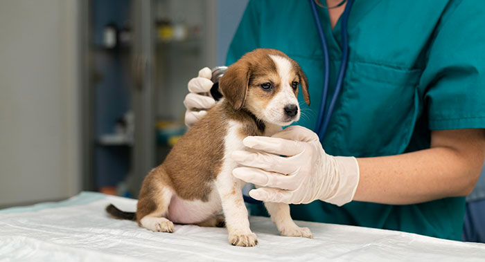 Veterinarian taking care of puppy dog.