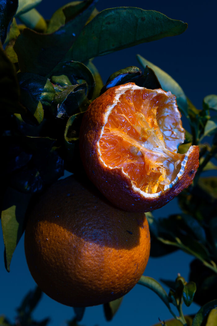 Ant Ridden Oranges
