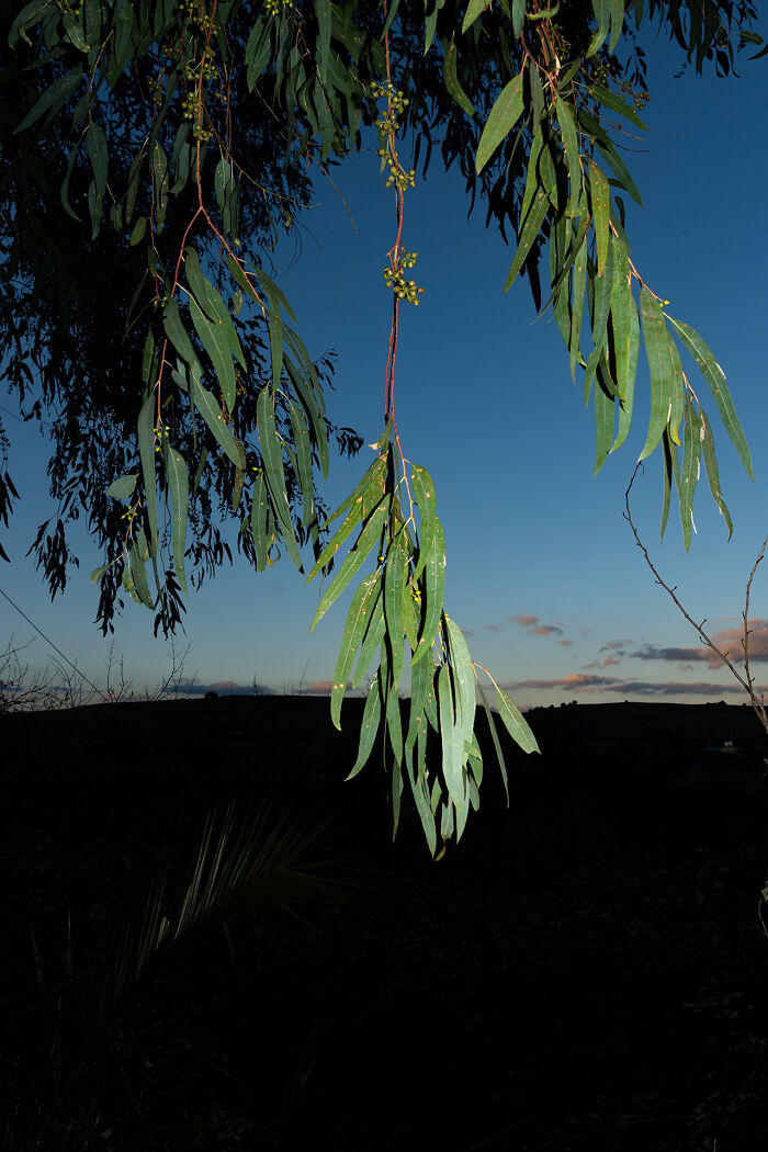Hanging Eucalyptus