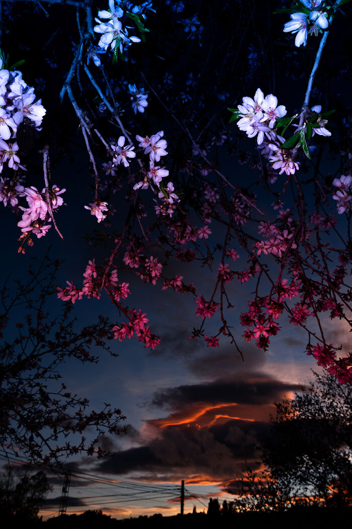 Sunset Blossom