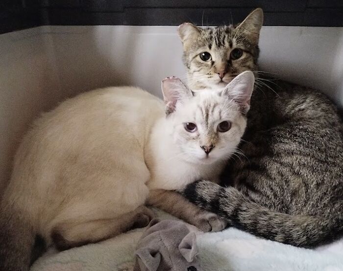 These Two Orphaned Kittens Are Learning To Enjoy The Warmth Of A Home These Two Orphaned Kittens Are Learning To Enjoy The Warmth Of A Home