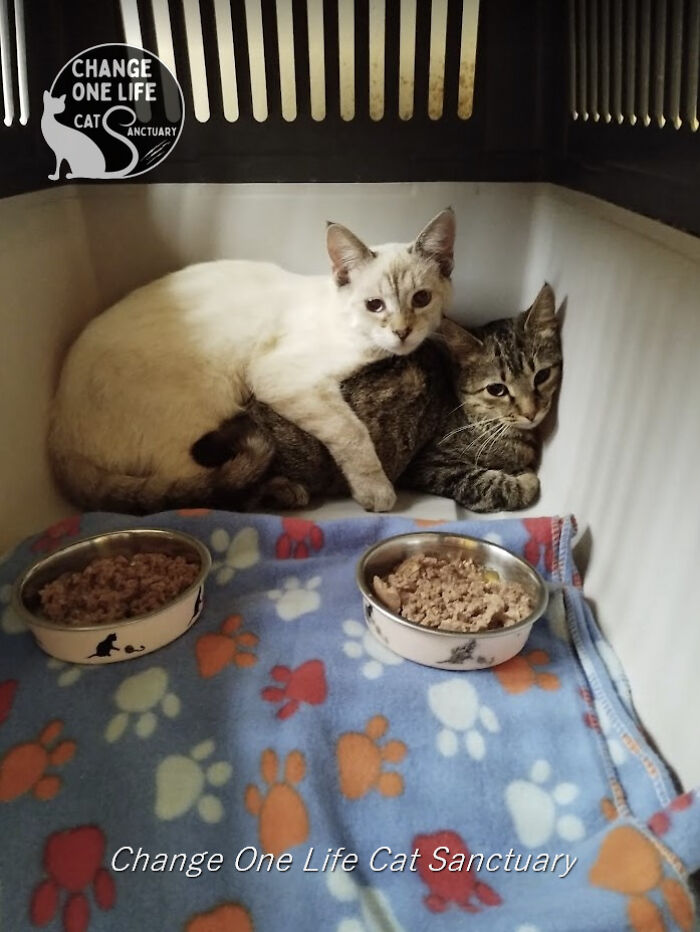 We Are Changing Cheeky And Frankie's Lives, And They Are Two Very Special Orphaned Kittens
