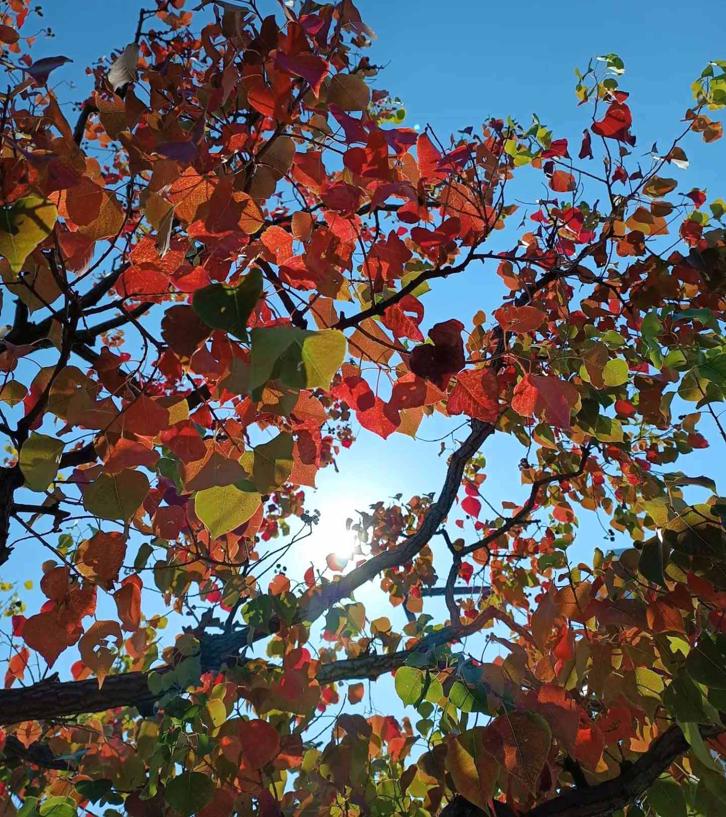 Chinese Tallow Tree Chinese Tallow Tree