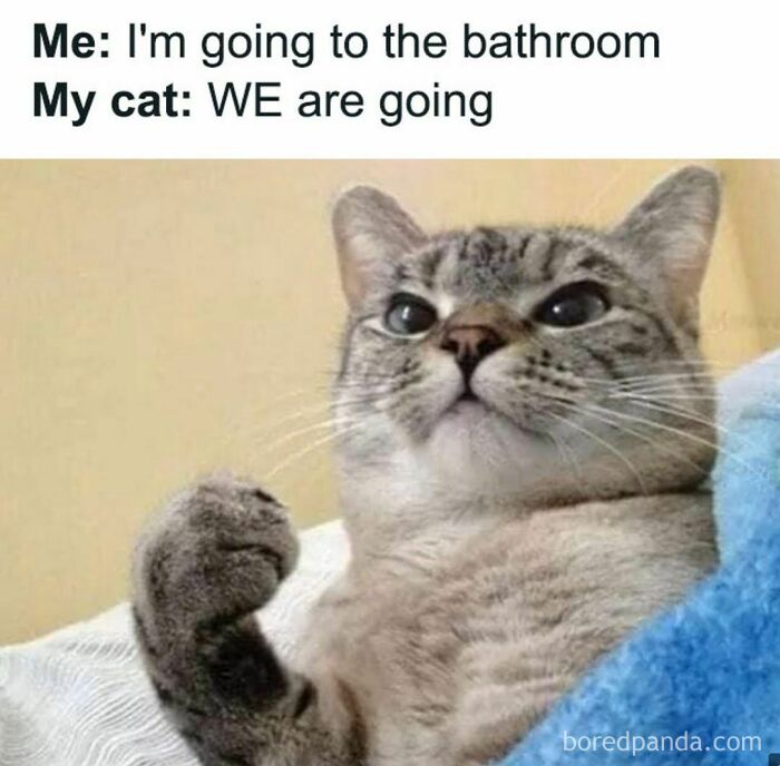 50 Funny And Relatable Cat Memes That Might Make You Want To Rescue A 