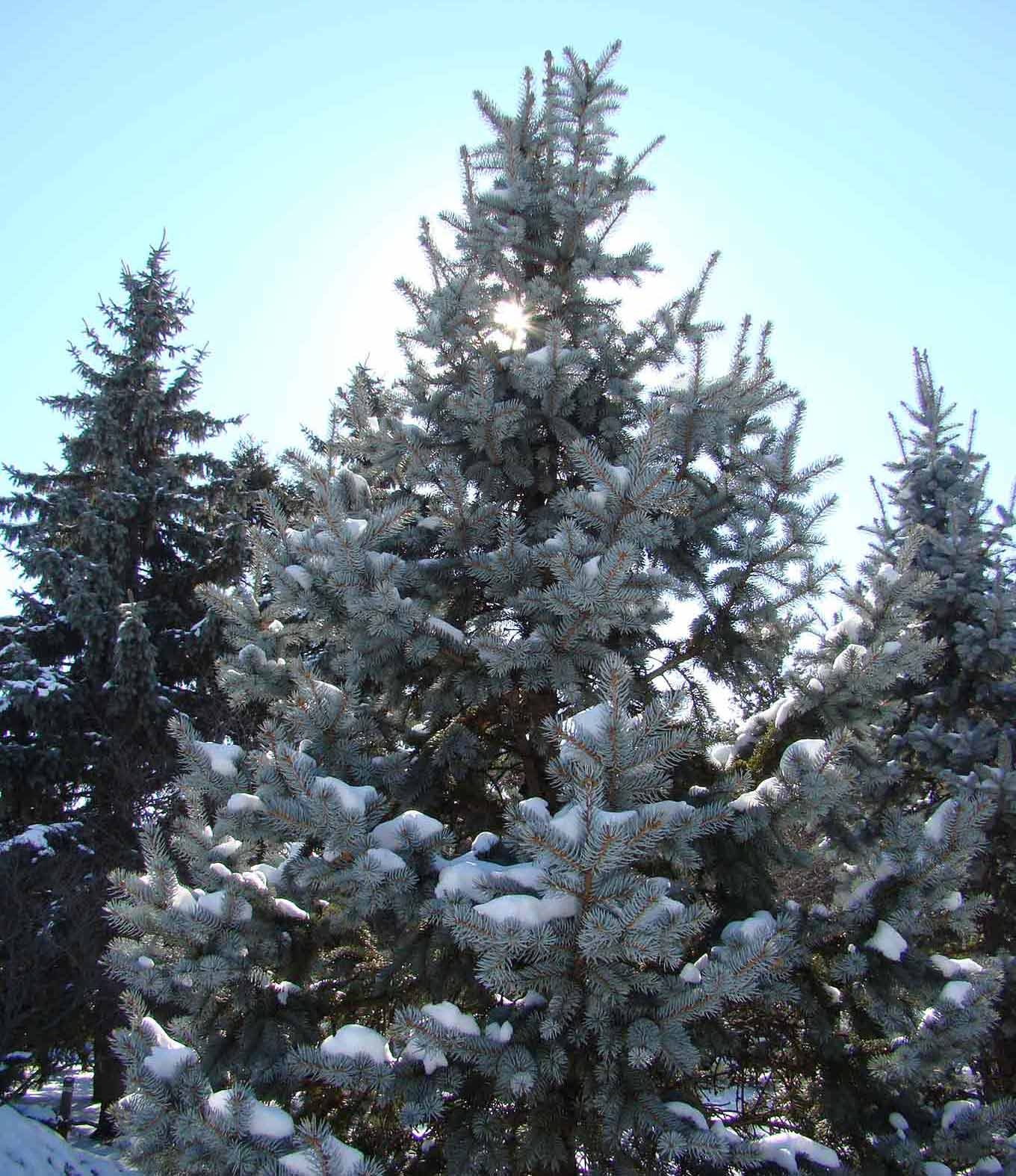 Colorado Blue Spruce at Chadwick Arboretum and Learning Gardens, The Ohio State University, Columbus, Ohio