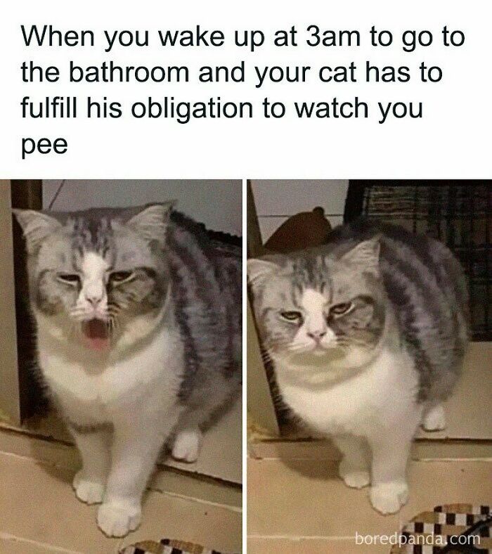 50 Funny And Relatable Cat Memes That Might Make You Want To Rescue A 