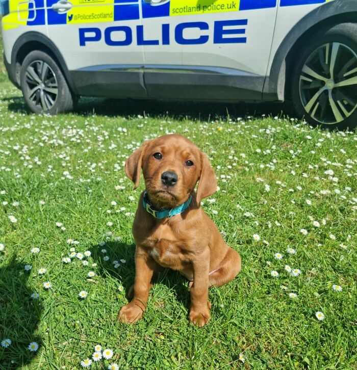 Officers In The North Of Scotland Are About To Welcome Their Cutest Recruit Yet. Trainee Police Dog Willow Is Raring To Go And Join Her Pack In The Specialist Search Team