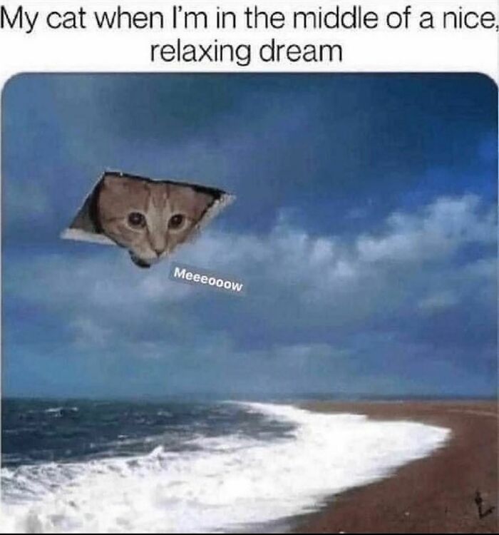 The-Odd-Cat-Sanctuary-Memes