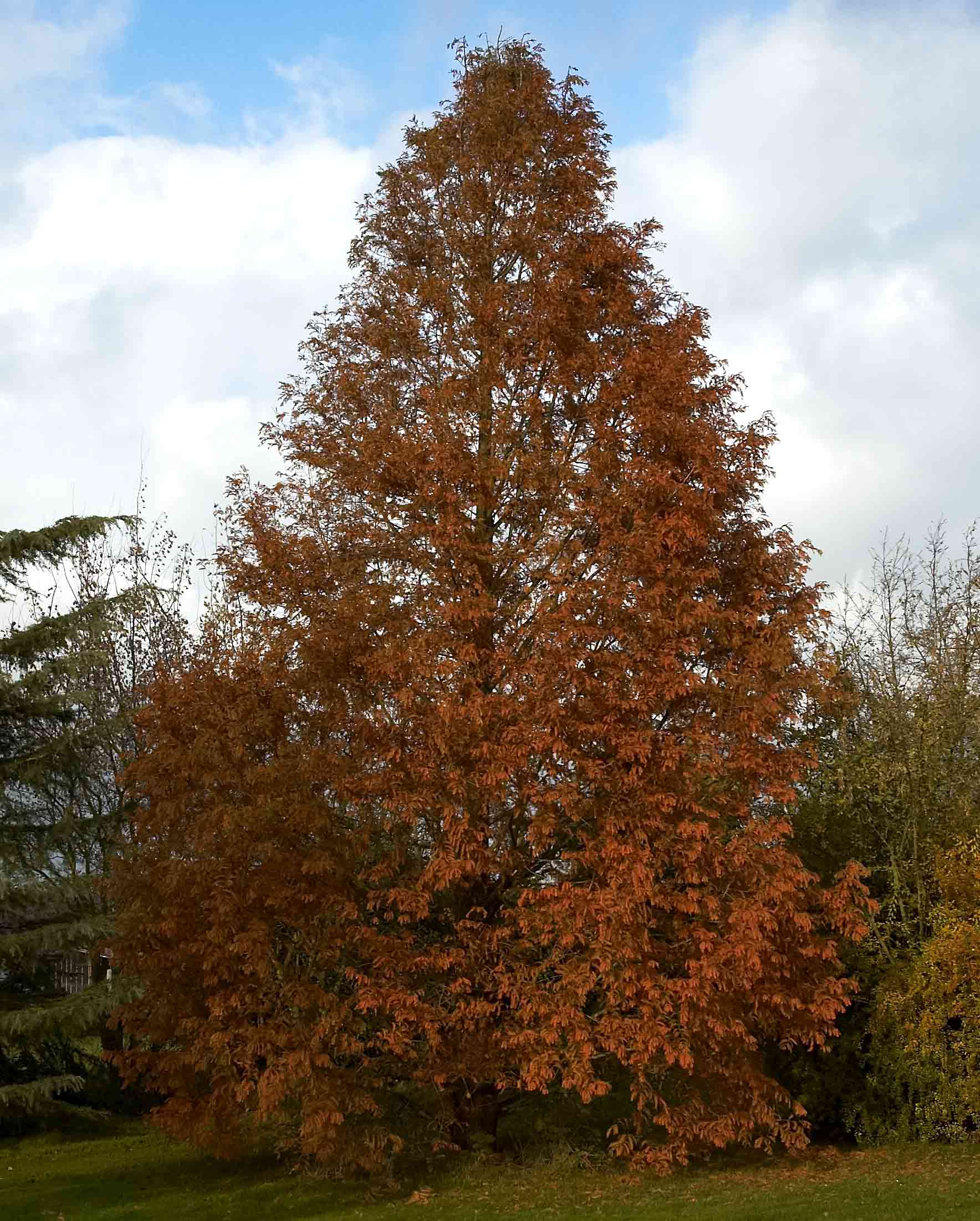 Dawn Redwood tree