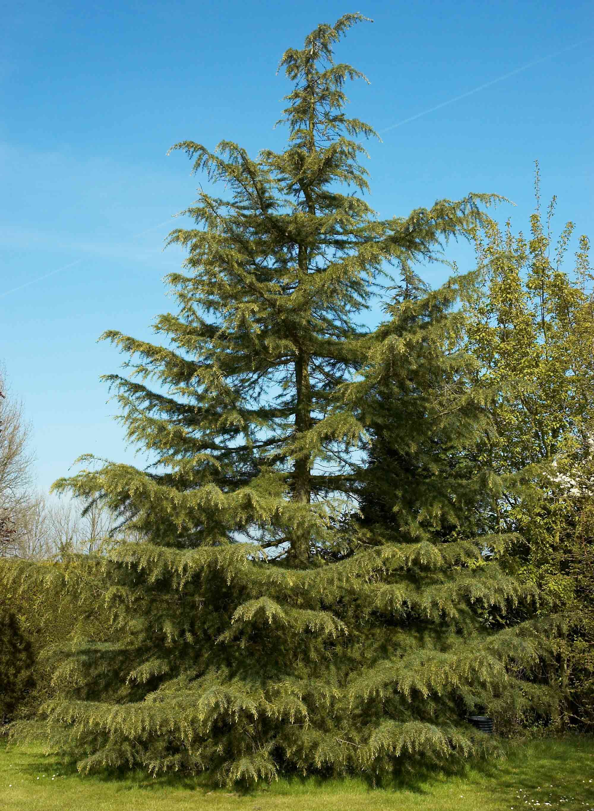 Deodar about 15 years Deodar about 15 years