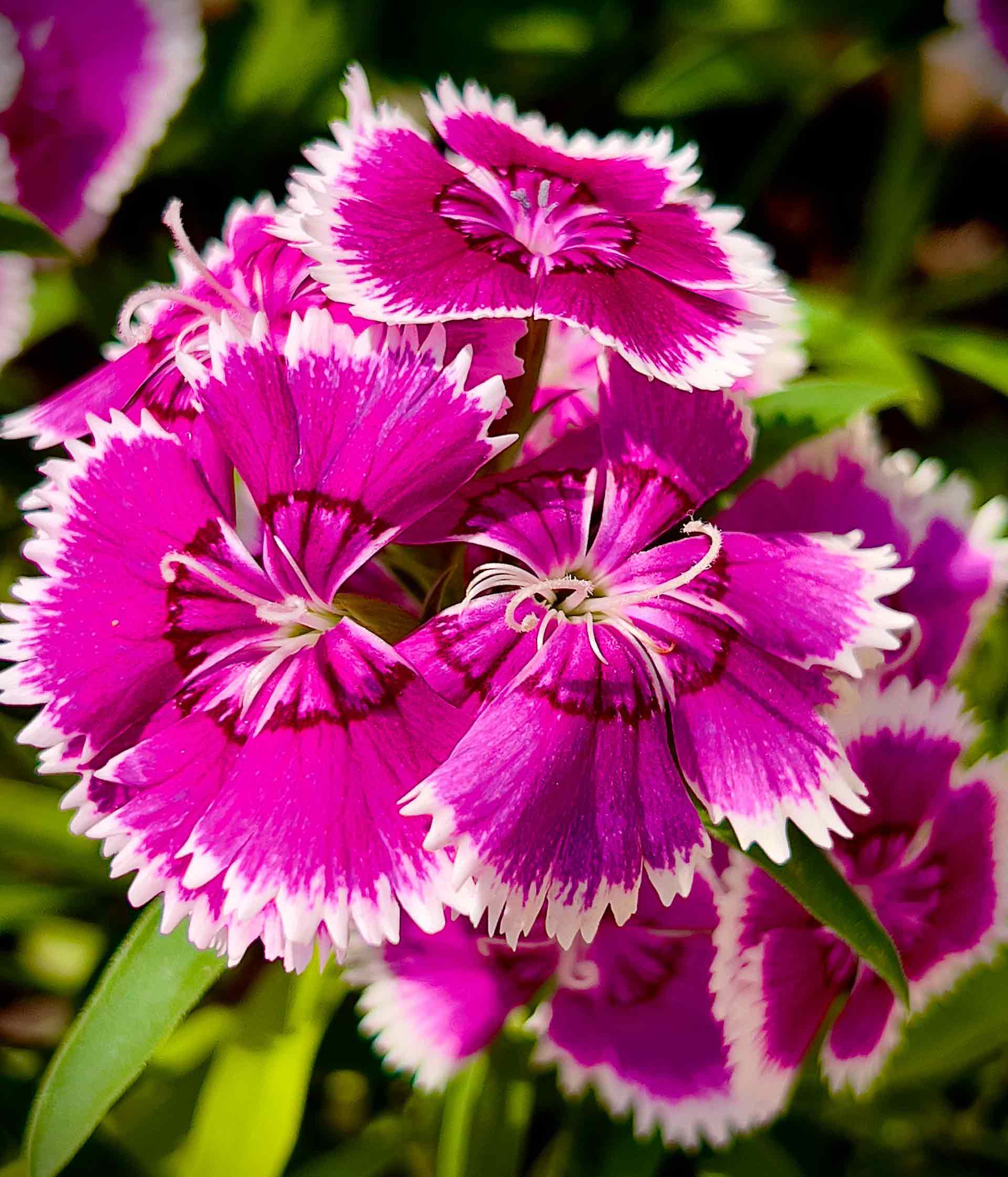 A close up of Dianthus plant flowers