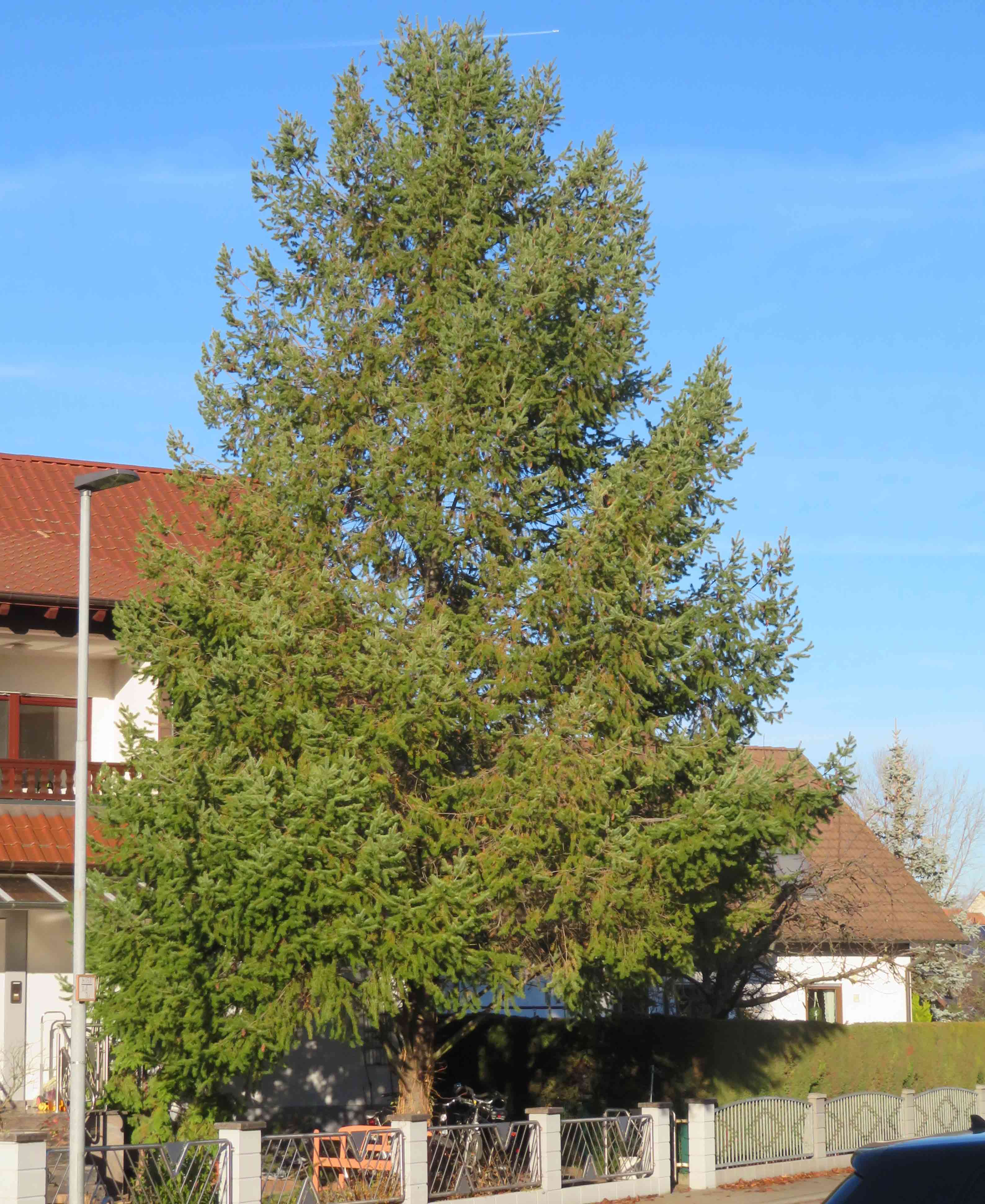 Douglas Fir (Pseudotsuga menziesii) in a front garden Douglas Fir (Pseudotsuga menziesii) in a front garden