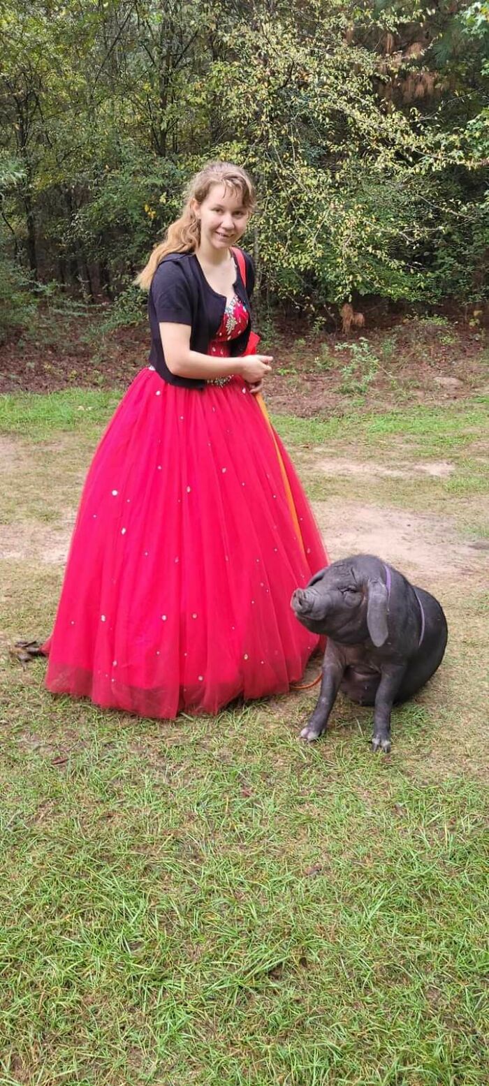 Meet Pudding, A Meishan Pig Who Became A Pet For Her Handler