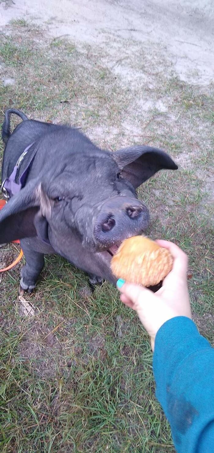 Meet Pudding, A Meishan Pig Who Became A Pet For Her Handler
