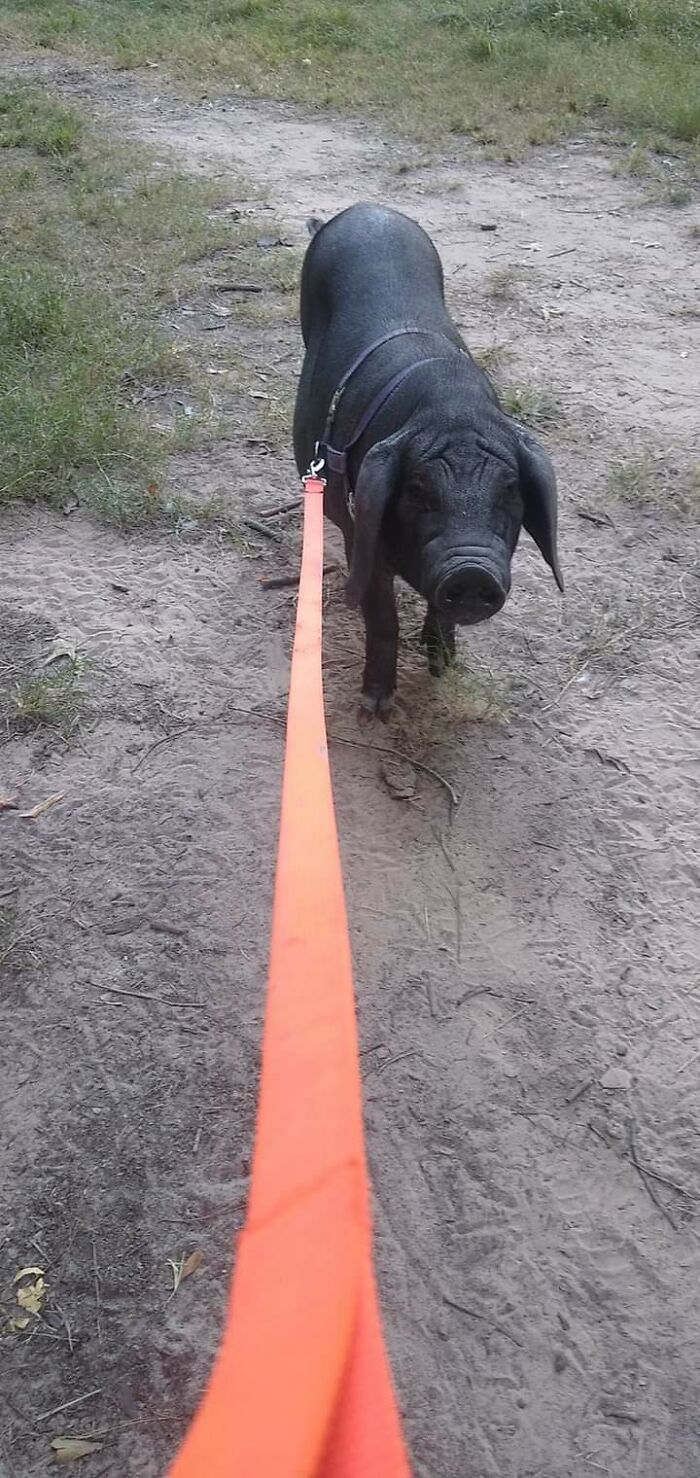 Meet Pudding, A Meishan Pig Who Became A Pet For Her Handler