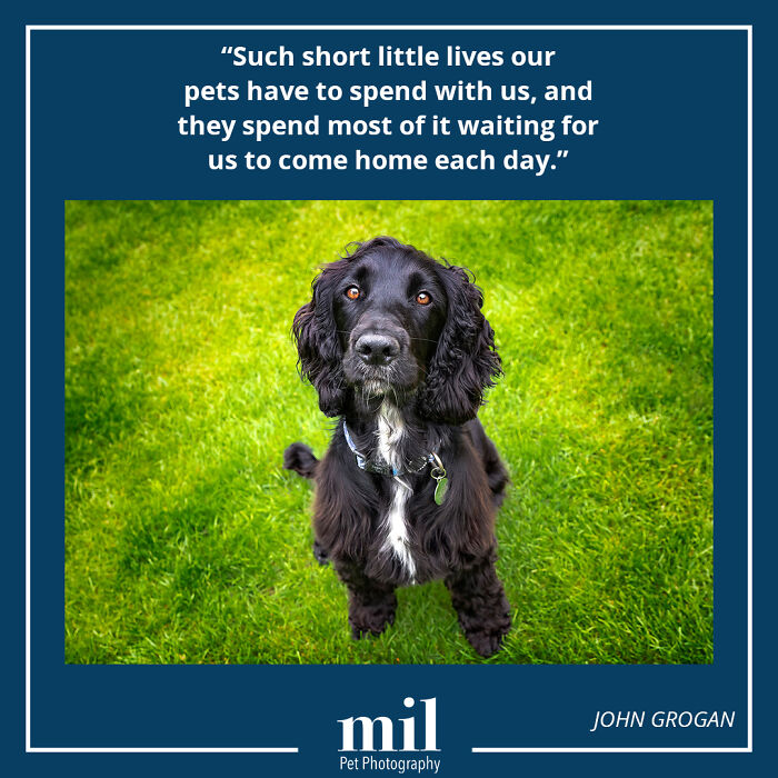 John Grogan - "Such Short Little Lives Our Pets Have To Spend With Us, And They Spend Most Of It Waiting For Us To Come Home Each Day"