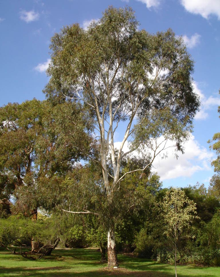 Gum Trees at Maranoa Gardens, Melbourne, Victoria, Australia