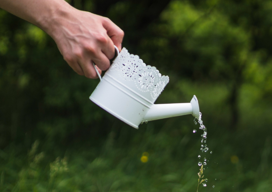 Hand watering from a white watering can